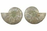 Cut & Polished, Agatized Ammonite Fossil - Madagascar #234426-1
